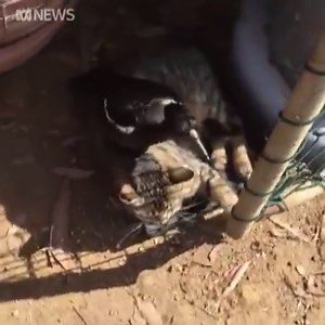 When she wants attention, but you don't want a bar of it...❤️😄 Ninj the maggie and Mich the cat have the most unlikely friendship! How cute are they?! 🐦🐈 📹 Anandii Macrides | ABC Perth