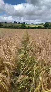 8.5K views · 341 reactions | Golden fields of barley  | Country Lifestyle | Facebook