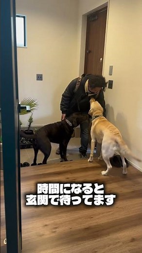 4年経っても変わらないラブラドールがこちらです💁‍♀️ #ラブラドールレトリバー #犬のいる生活 #癒し動画 #成長記録