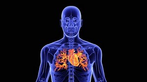 Human Heart Blood Vessels Anatomy 3d Stock Footage Video (100% Royalty-free) 1100584713 | Shutterstock