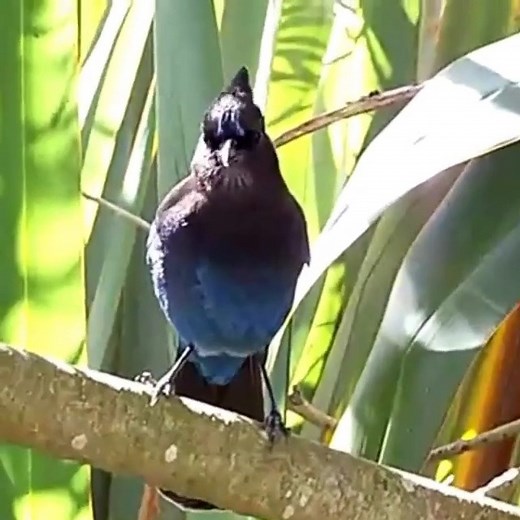 57K views · 10K reactions | Steller's jay (Cyanocitta stelleri) | BIRDS & Nature | Facebook