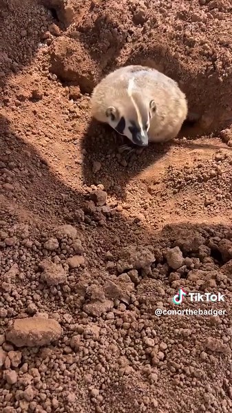 Cute Honey Badger Moments with Mom! 🥰