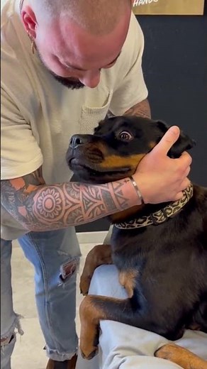 Instant Relief: Watch These Animals Get Amazing Chiropractic Adjustments
