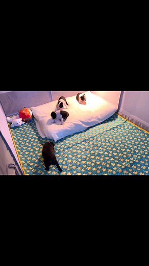 Beautiful Boston Terrier Babies | Savana’s Boston Terriers