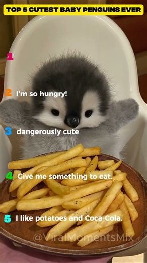 Top 5 Cutest Baby Penguins Ever