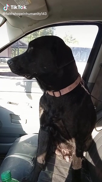 This is Midnight Snowflakes brother he stop even trying to eat or drink yesterday I've have been giving him Sub Q fluid all night and still now change he won't eat and anything I have got down him has come right back up .... HEADED TO NORTH TYLER VET COULD REALLY USE A LITTLE HELP PLEASE #NEED #dobetter #endanimalcrulety #animalsoftiktok #stopanimalabbuse #spayandneuter #dogs #heartbroken #adoptme #foster #save