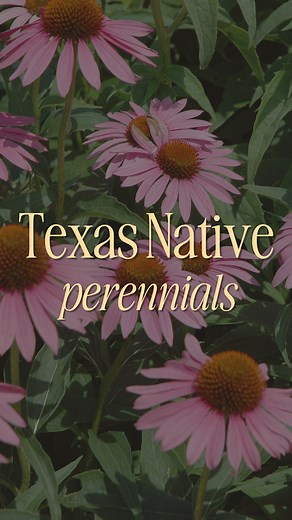 🌿 Looking for hardy, beautiful perennials that thrive in Texas? These native & drought-tolerant plants will bring color, texture, and pollinators to your garden all season long! ☀️✨ 🌸 Bearded Iris – Evergreen with stunning spring blooms in blues, whites, and yellows. 🌿 Lamb’s Ear – Soft, fuzzy leaves with silvery-green tones and delicate purple-blue flowers. 🌺 Rock Rose – A shrubby perennial that grows 4x4 feet, covered in pink blooms. 💜 Meadow Sage – Compact, pollinator-friendly sage with