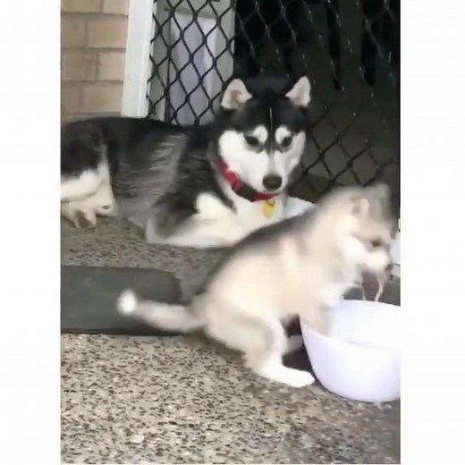 Funny animals fails
