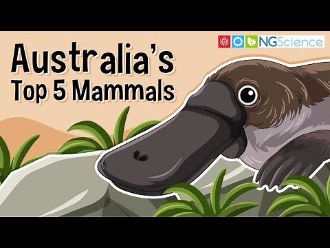 Australia's Top 5 Mammals