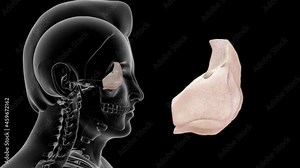 Ethmoid Bone The ethmoid bone is an unpaired bone in the skull that separates the nasal cavity from the brain.