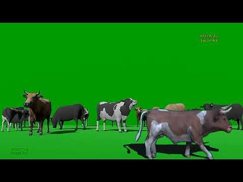 Cows Animation Green Screen | Animasi Sapi Bergerak | Hewan Qurban