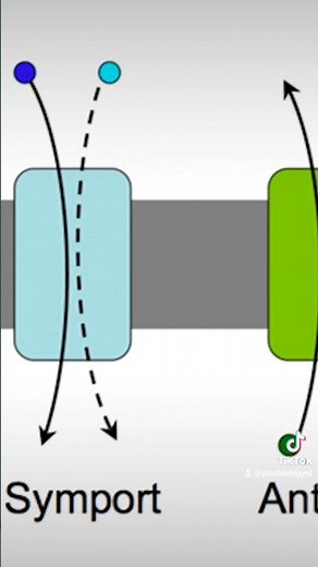 Uniport, symport & antiport in 1 minuut uitgelegd. #biologie #onderwijs