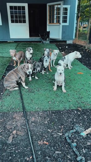 This is something that I work on my dogs with on the daily because you have to teach them t | Michellebellexo TV