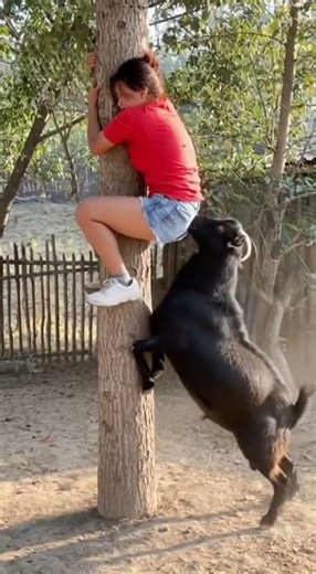 She Climbed the Tree SO FAST When That Goat Charged 😭🐐🌳#funny
