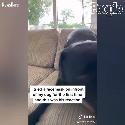 This pup isn't so sure about his owner's face mask. 😂 | People