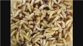 Watch What Do Maggots Look Like? on Amazon Live