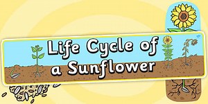 Life Cycle of a Sunflower Display Banner