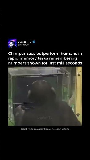 Chimpanzees Outperform Humans 🐵