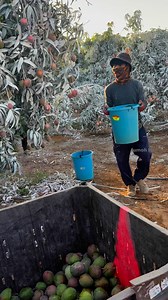 924K views · 8.6K reactions | Mango 省 season #agriculture #satisfying #farming #reels #fruits #harvesting #harvestingtime #mango | JUMOH Han | Facebook