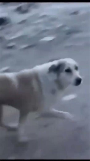 Subscribe if you laughed 😂 #funny #shortvideo #short