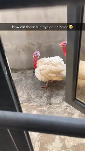 Fried Turkey Recipes and Maggi Curry Noodles