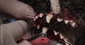 Dog teeth cleaning. Professional veterinary teeth cleaning for dogs under sedation using an ultrasonic scaler and sterile gauze to completely remove plaque and tartar.