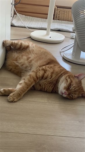 Weird Sleeping Cat! UNI's Strange and Hilarious Sleep Pose UNI奇怪睡姿！扭曲身體的搞笑貓咪睡姿日常😂 UNIの変な寝相！お腹丸出しの面白猫