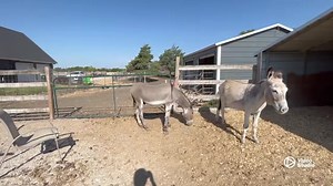 The sanctuary herd getting treats from Lydie this morning ❤️ | Partnering Together to Save At Risk Donkeys in Texas - DD Donkeys