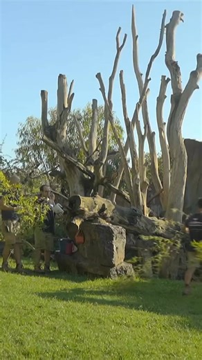 L’#Espagne se prépare à voter une #loi en faveur des grands singes. Une première mondiale qui devrait leur reconnaître des #droits à part entière et garantir leur #dignité car l’impact de la captivité peut être dramatique. Cette loi pourrait créer un précédent et servir d’exemple à d'autres pays. #Gorilles, chimpanzés, orang-outans, Bonobos, ces grands singes proches de l’homme nécessitent des conditions particulières lorsqu’ils sont en captivité. Soutenons son adoption ! Je signe ici 👉: https: