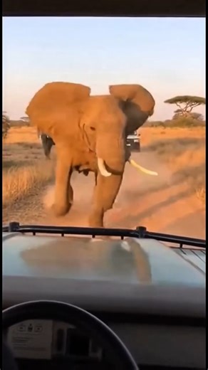 Elephant CHARGES Jeep! 🐘😱