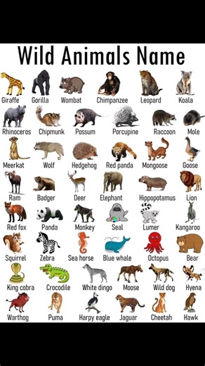 Wild Animals Name | Sophai Creator Share