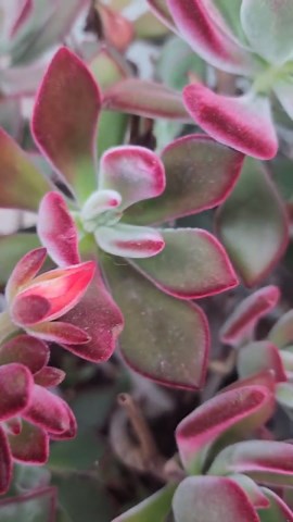 Echeveria Ruby Slippers: Red Velvet Pulvinata Potted Succulent - Etsy