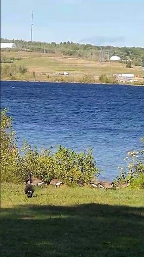 Peaceful Canada Geese Feeding Time by the Lake #wildlife #canadagoose #birds