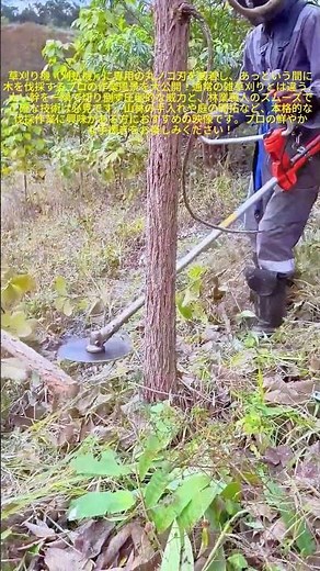 【林業のプロ】草刈り機を使った安全で素早い樹木伐採プロセス #worker #process #brushcutter #forestry #treecutting