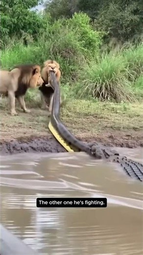 Anaconda attacks lion brothers and then a crocodile joins in