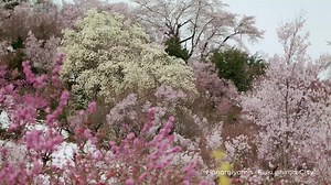 Sakura (cherry blossom) is a very symbolic flower for Japanese people. It is a flower that welcomes in a new season, and as such is considered a symbol of hope for changes to come in the future. We pray for peaceful days to return to all over the world. | Samurai Spirit Tourism