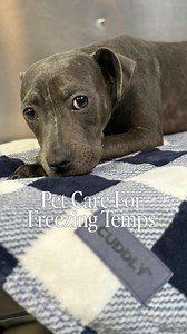 As temperatures drop, a little extra care goes a long way in keeping your furry friends safe and warm. We teamed up with our friends at Grand Prairie Animal Services and Adoption Center to share expert tips every pet parent should know: ❄️Limit time outdoors and watch for shivering or lifting paws. ❄️For animals that are outside, you can use hay for internal warmth in the freezing temperatures. ❄️Add extra blankets or a cozy bed away from drafts ❄️Senior pets, puppies, and short-haired breeds ma