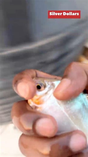 🤯Unused Tank to Community Fish Pond Setup | Koi, Silver Dollars & Sharks Pond Transformation