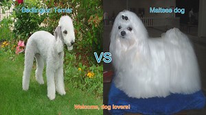 Bedlington Terrier vs. Maltese: A Comparison of Two Beloved Dog Breeds