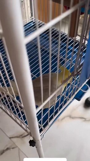 4.7K views · 100 reactions | Noisy Cockatiel 藍 | Muhamad Farizal | Facebook