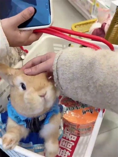 Surprise! Little Rabbit Found in Snack Store