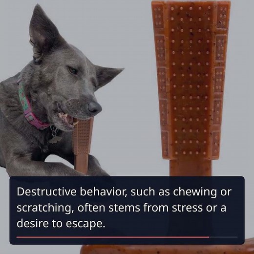 Understanding Canine Anxiety: Key Signs & Solutions