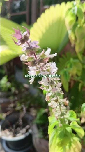 ดอกแมงลัก (Lemon basil,Hoary basil,Hairy basil)