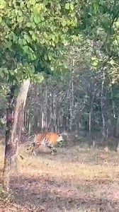 Tiger chasing deer . . . . #reels #wildlife #wildanimals #tiger #joju_wildjunket | Joju Wildjunket