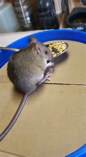 OMG Mouse fooled by box so hilarious Watch this clever escape #cat #funny #pets