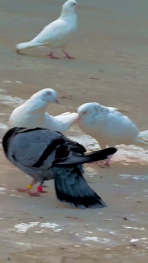 🖤🫠@Landlord 💸💸 #aqibkabotarbaz #kabotarbazi #foryoupage #foryou #fyp