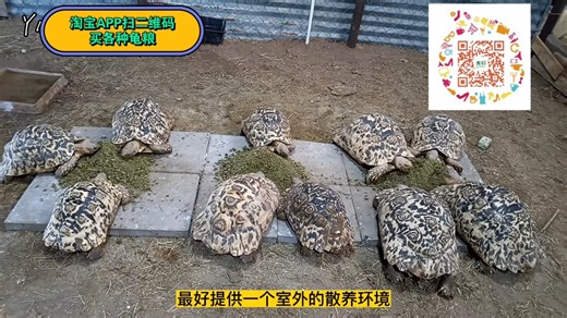 陆龟 豹龟科普 饲养方法 转发