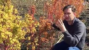 Az Acer palmatum 'Sango Kaku' akár 5 méteres magasságot is elérő, felfelé törő ágrendszerű japán juhar fajta. Koronája váza alakú, idősebb korban ágai enyhén szétterülők.🌳 Levelei tenyeresen összetettek, egy levél 5-7 levélkére tagolódik. A levélszél durván fűrészes. Kihajtáskor világoszöld, puha levelei nyárra sötétebb zölddé válnak. Ősszel erős aranysárga-pirosba öltözik a lombkorona.😊 | Megyeri Szabolcs kertész