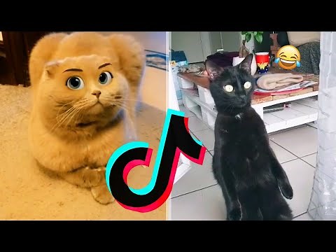 LES TIKTOK D'ANIMAUX QUI M'ONT FAIT LE PLUS RIRE EN 2021 ! (Compilation)