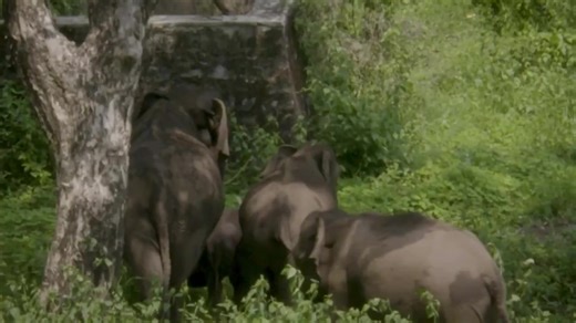 2.1K views · 80 reactions | The Western Ghats have been a centuries-old habitat for elephants. More than 25% of India’s elephant population resides here. #MissionLiFE #ProPlanetPeople #Elephants #WesternGhats | All India Radio News | Facebook